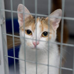 cat in a cage